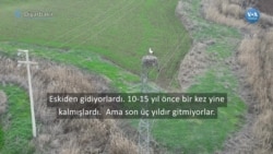 Küresel ısınma yazı Diyarbakır’da geçiren leylekleri de etkiliyor