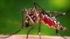 Geçen yıl sivrisinek yoluyla bulaşan dang hummasına 4,5 milyon kişinin yakalandığı Latin Amerika’da bu yılın ilk 5 haftasında vaka sayısı geçen yılın aynı dönemine göre yüzde 157 arttı. 