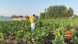 ورلڈ نو ٹوبیکو ڈے: تمباکو کے کسان دیگر فصلوں کی جانب کیوں جا رہے ہیں؟ 