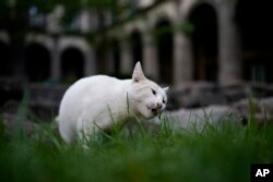 "Coco", Mexico City'deki Ulusal Saray avlusunda yaşayan kedilerden bir tanesi.