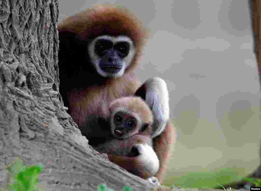 Üsküp&#39;teki hayvanat bahçesinde yeni dünyaya gelen beyaz elli gibon, annesiyle poz veriyor.&nbsp;