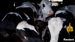 ABD Tarım Bakanlığı, süt ineklerinde kuş giribi salgını olduğu tespit edilen eyaletlerde et tedarikinin güvenli olduğunu doğrulamak için perakende kıyma örneklerinin “herhangi bir viral partikülün mevcut olup olmadığını” gösteren PCR testleriyle analiz edileceğini açıklamıştı.
